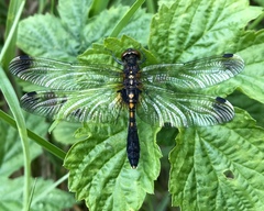 Leucorrhinia caudalis