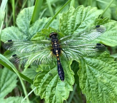 Leucorrhinia caudalis