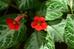 Episcia reptans