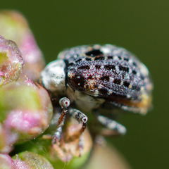 Cionus scrophulariae