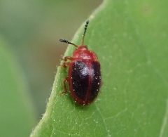 Stenotarsus hispidus