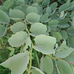 Piliostigma reticulatum