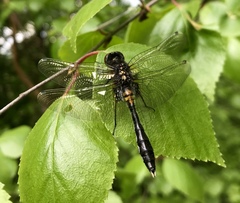 Leucorrhinia caudalis