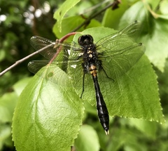 Leucorrhinia caudalis