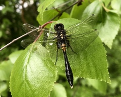 Leucorrhinia caudalis