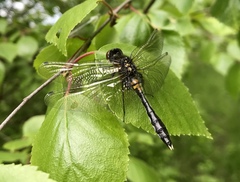 Leucorrhinia caudalis