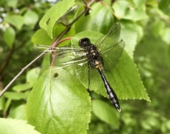 Leucorrhinia caudalis