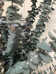 Eucalyptus macrocarpa