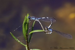 Enallagma recurvatum