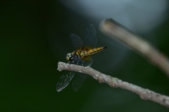 Aethriamanta brevipennis