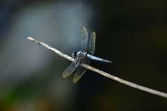 Brachydiplax chalybea