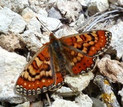 Euphydryas desfontainii