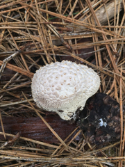 Lycoperdon subcretaceum