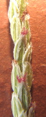 Digitaria ternata