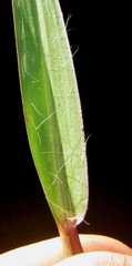 Digitaria ternata