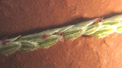 Digitaria ternata
