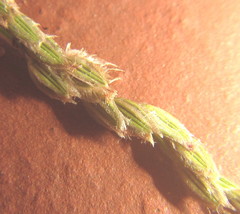 Digitaria ternata
