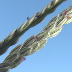 Digitaria ternata