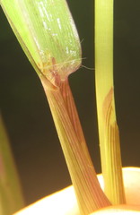 Digitaria ternata