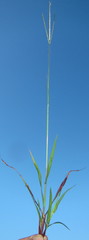 Digitaria ternata