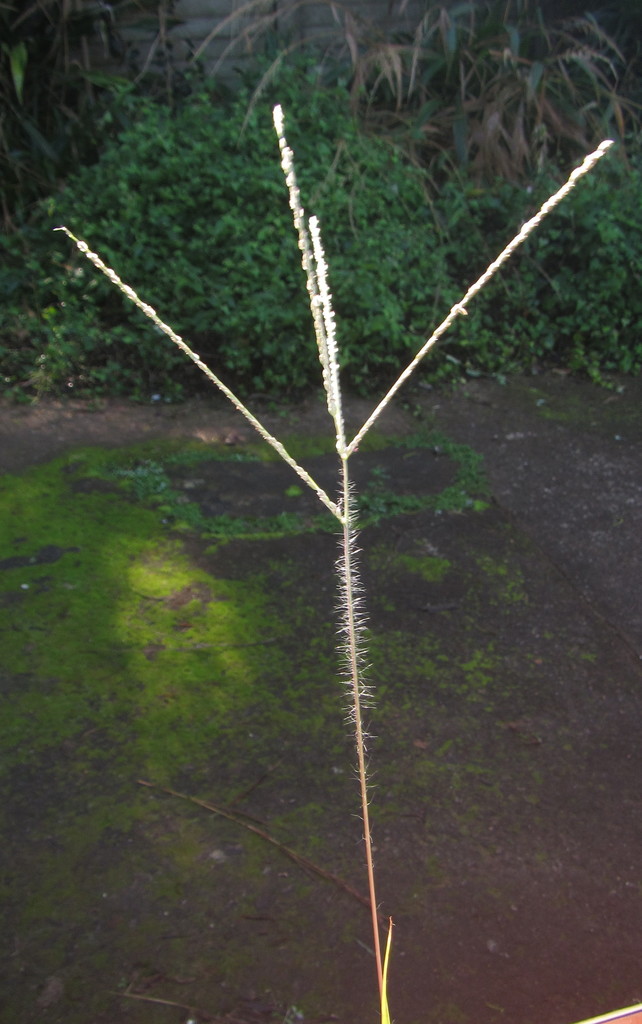 Blackseed Finger Grass