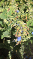 Symphytum caucasicum