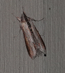 Cucullia convexipennis