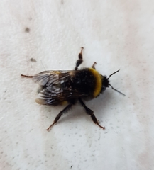 Bombus