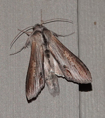 Cucullia convexipennis