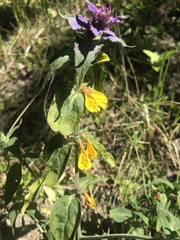 Melampyrum nemorosum