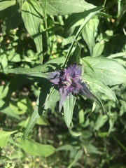 Melampyrum nemorosum