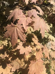 Acer platanoides