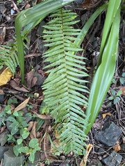 Nephrolepis biserrata