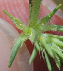 Loeflingia squarrosa