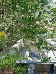 Chamaecytisus prolifer