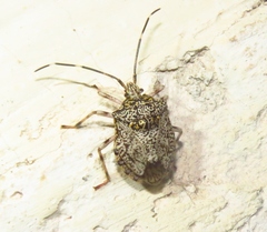 Dinocoris rufitarsus