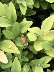 Metacantharis discoidea