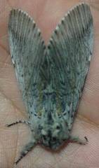 Cerura