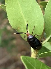 Deraeocoris delagrangei