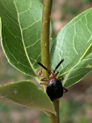 Deraeocoris delagrangei