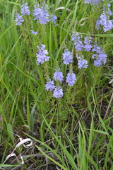 Veronica austriaca jacquinii