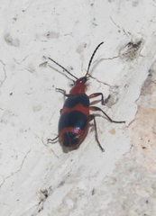 Lebia bitaeniata