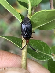 Deraeocoris delagrangei