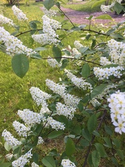 Prunus padus