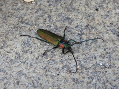 Aromia moschata ambrosiaca
