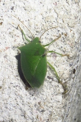 Loxa viridis