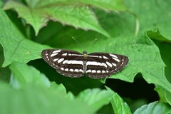 Neptis hylas