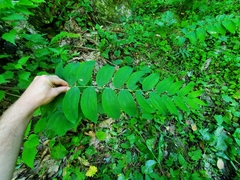 Polygonatum pubescens
