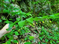 Polygonatum pubescens