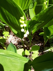 Convallaria majalis